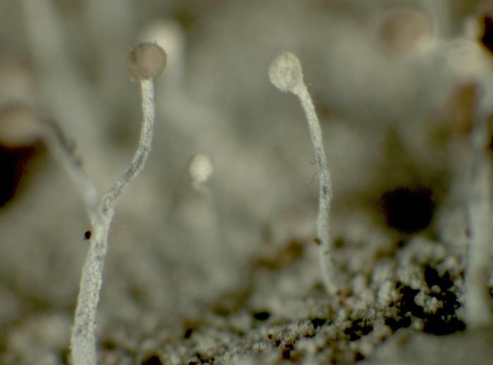 Chaenotheca furfuracea (L.) Tibell, 1984