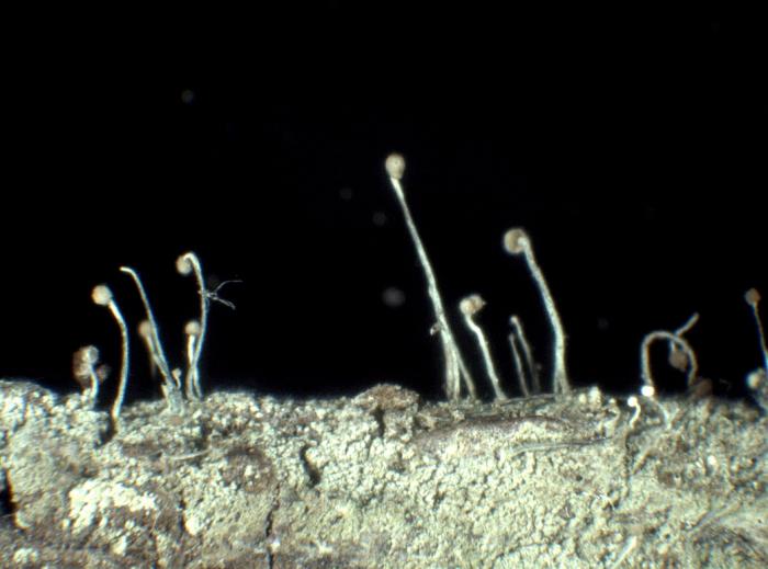 Chaenotheca furfuracea (L.) Tibell, 1984