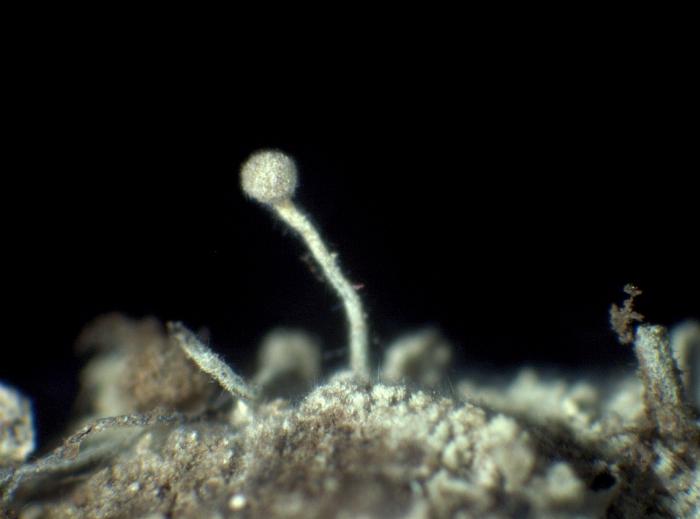 Chaenotheca furfuracea (L.) Tibell, 1984