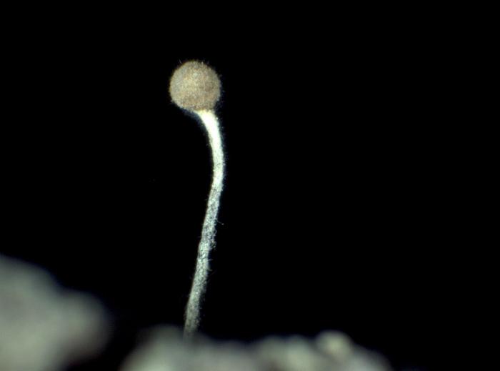 Chaenotheca furfuracea (L.) Tibell, 1984