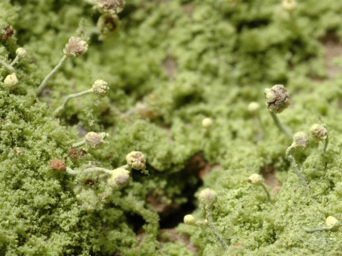 Chaenotheca furfuracea (L.) Tibell, 1984