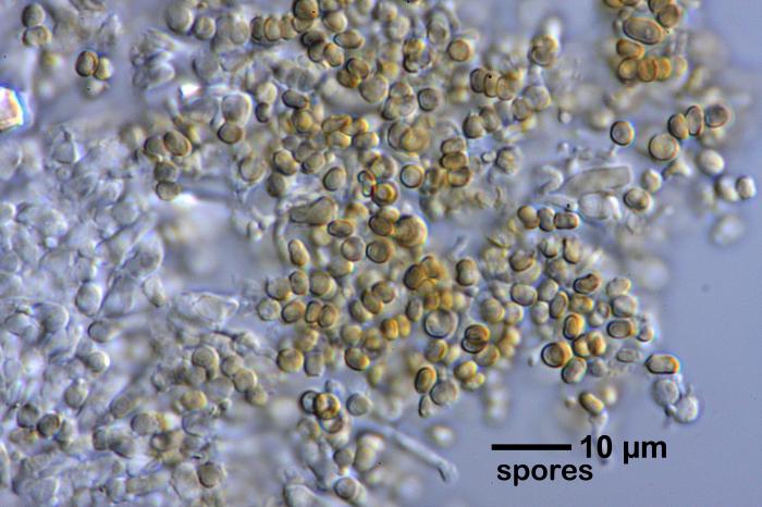 Chaenotheca furfuracea (L.) Tibell, 1984