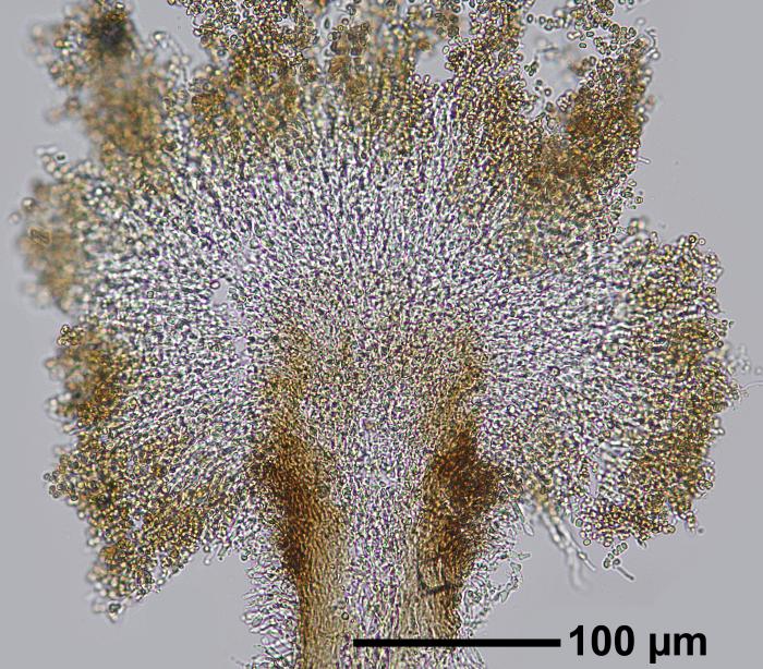 Chaenotheca furfuracea (L.) Tibell, 1984