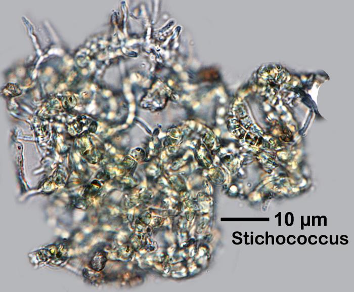 Chaenotheca furfuracea (L.) Tibell, 1984