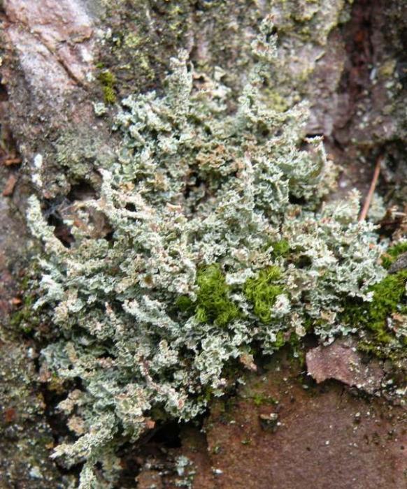 Cladonia squamosa (Scop.) Hoffm., 1796