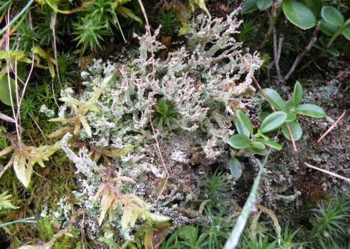 Cladonia squamosa (Scop.) Hoffm., 1796