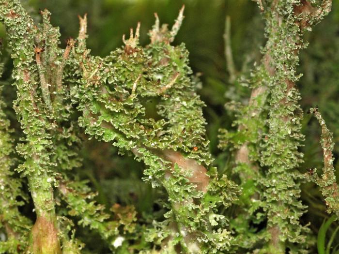 Cladonia squamosa (Scop.) Hoffm., 1796