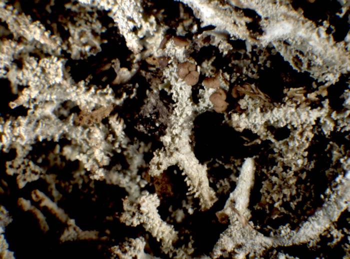Cladonia squamosa (Scop.) Hoffm., 1796