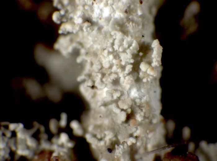 Cladonia squamosa (Scop.) Hoffm., 1796
