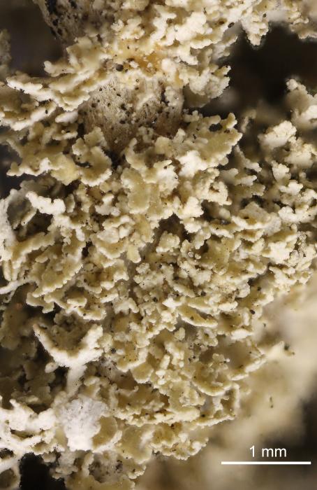 Cladonia squamosa (Scop.) Hoffm., 1796