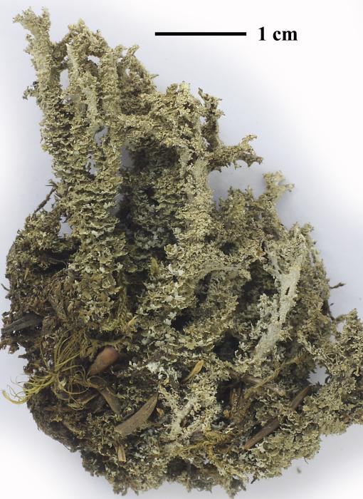Cladonia squamosa (Scop.) Hoffm., 1796
