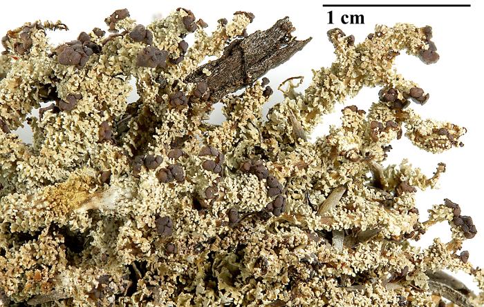 Cladonia squamosa (Scop.) Hoffm., 1796