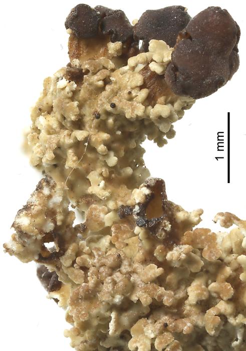 Cladonia squamosa (Scop.) Hoffm., 1796