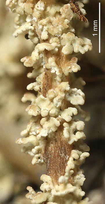 Cladonia squamosa (Scop.) Hoffm., 1796