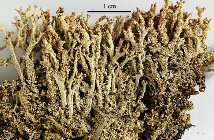 Cladonia squamosa (Scop.) Hoffm., 1796