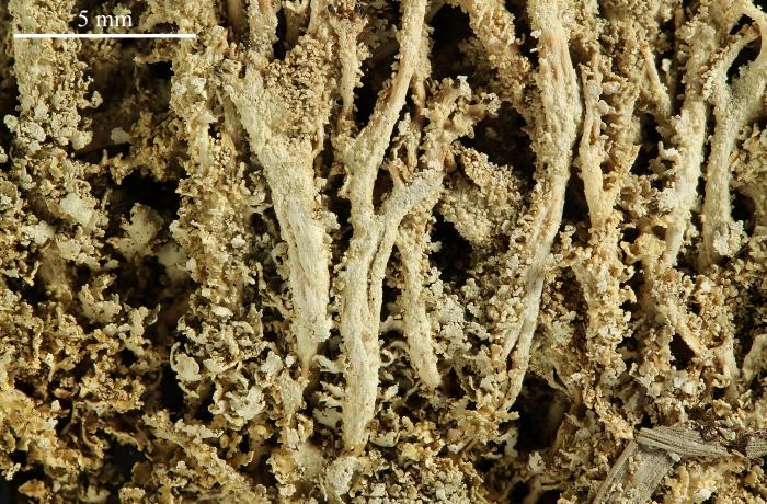 Cladonia squamosa (Scop.) Hoffm., 1796