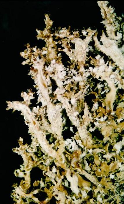 Cladonia squamosa (Scop.) Hoffm., 1796