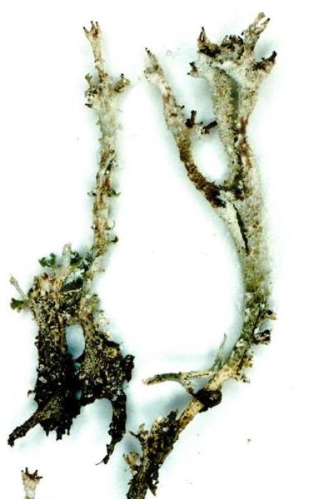 Cladonia squamosa (Scop.) Hoffm., 1796