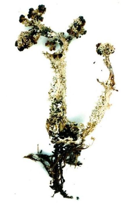 Cladonia squamosa (Scop.) Hoffm., 1796