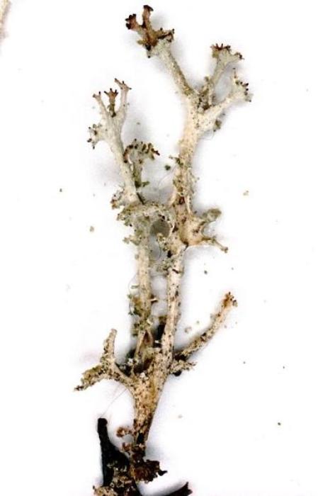 Cladonia squamosa (Scop.) Hoffm., 1796