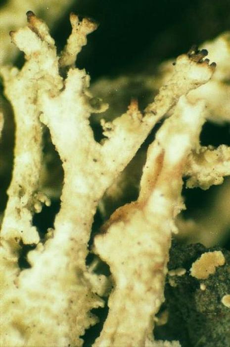 Cladonia squamosa (Scop.) Hoffm., 1796