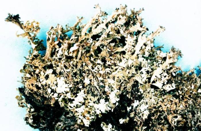 Cladonia squamosa (Scop.) Hoffm., 1796