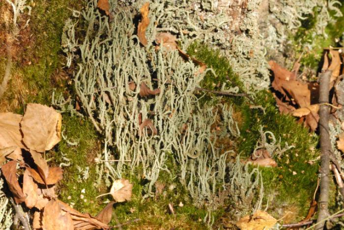 Cladonia squamosa (Scop.) Hoffm., 1796