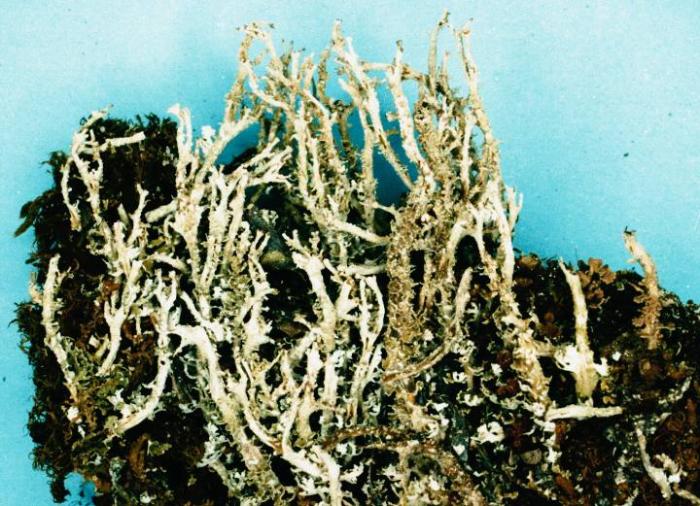 Cladonia squamosa (Scop.) Hoffm., 1796