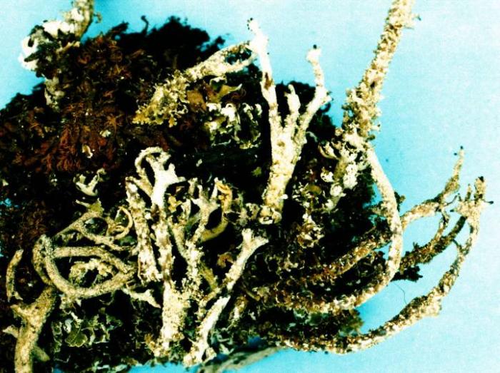 Cladonia squamosa (Scop.) Hoffm., 1796