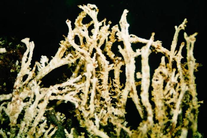 Cladonia squamosa (Scop.) Hoffm., 1796