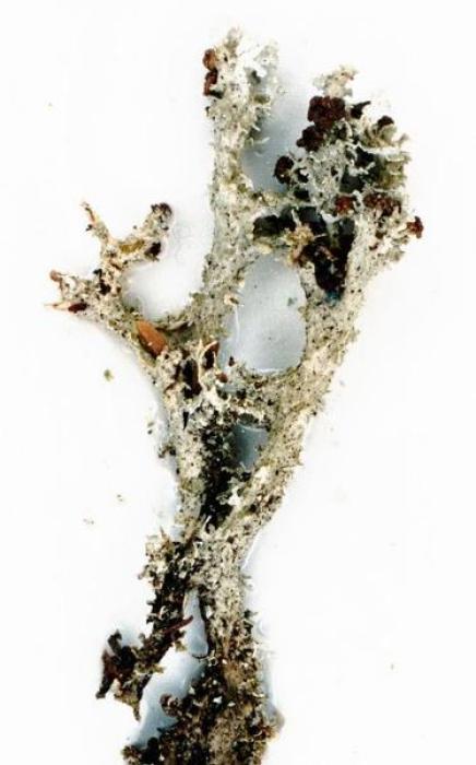 Cladonia squamosa (Scop.) Hoffm., 1796