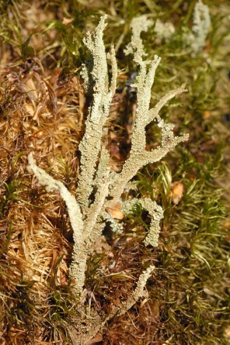 Cladonia squamosa (Scop.) Hoffm., 1796