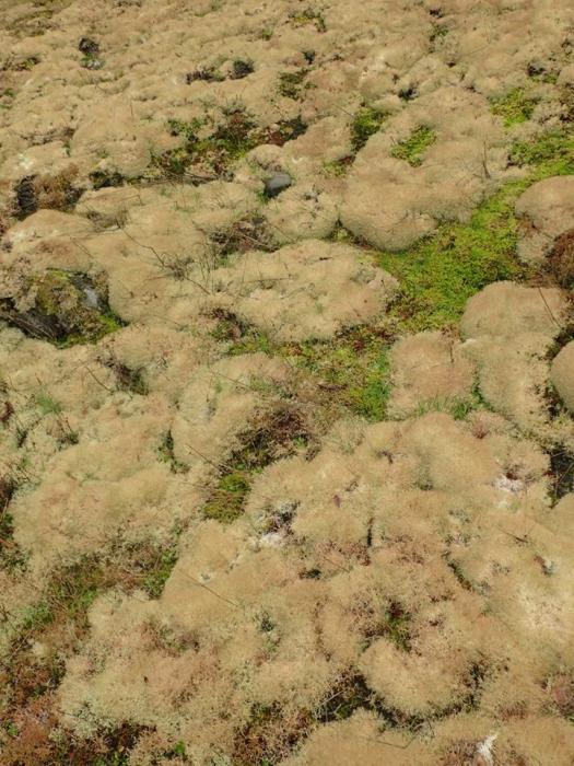 © Curtis Randall Björk