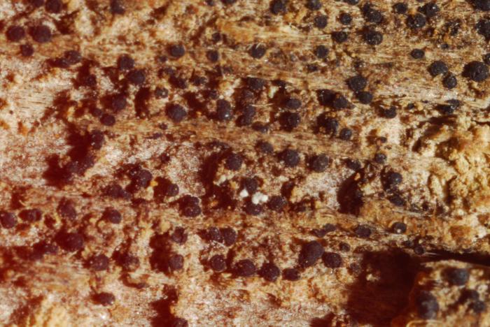 © Domenico Puntillo