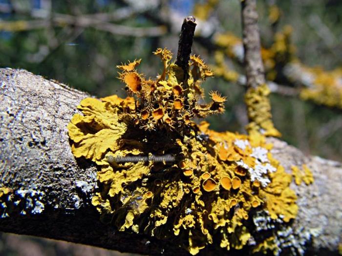 © Domenico Puntillo