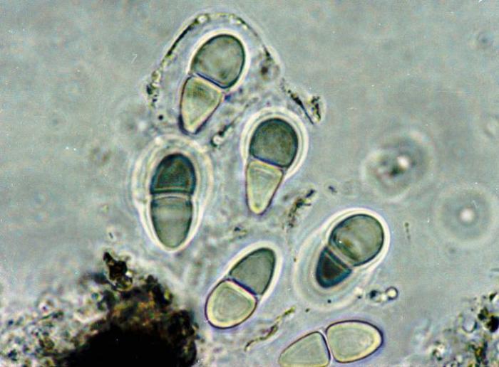 Rhizocarpon hochstetteri (Körb.) Vain., 1922