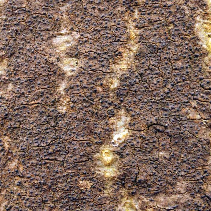 Strigula taylorii (Carroll ex Nyl.) R. C. Harris, 1980