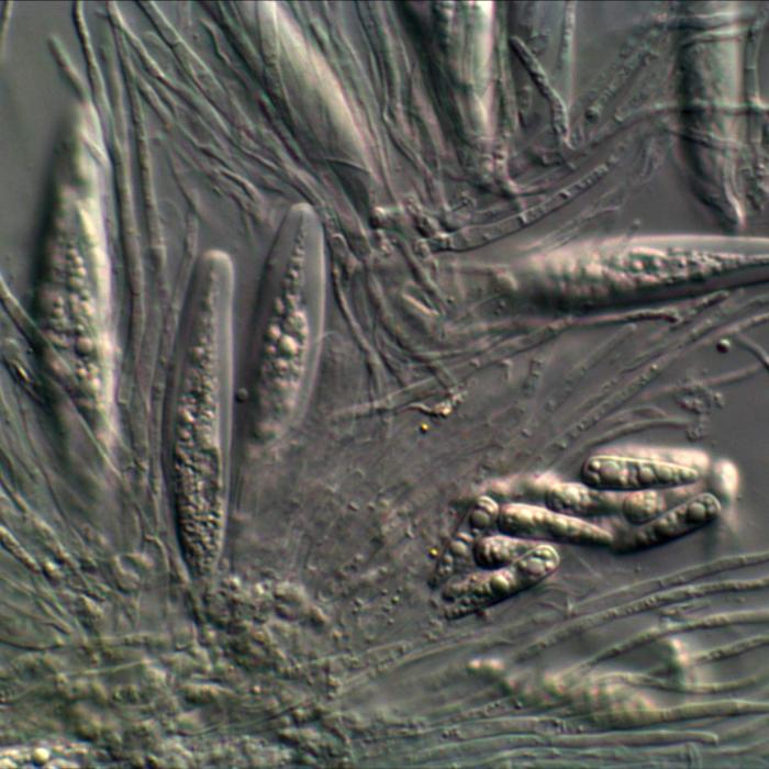 Strigula taylorii (Carroll ex Nyl.) R. C. Harris, 1980