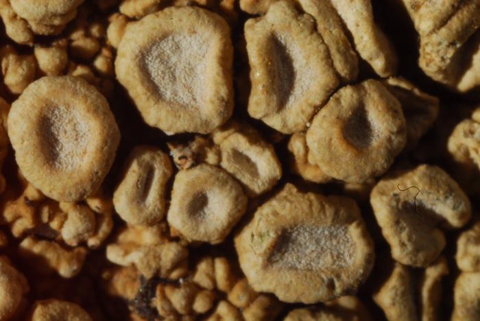 © Domenico Puntillo