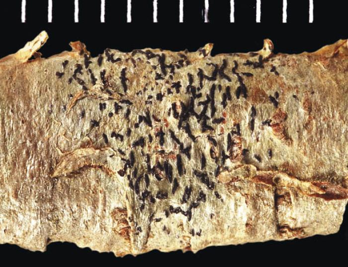 © The Trustees of the Natural History Museum, London