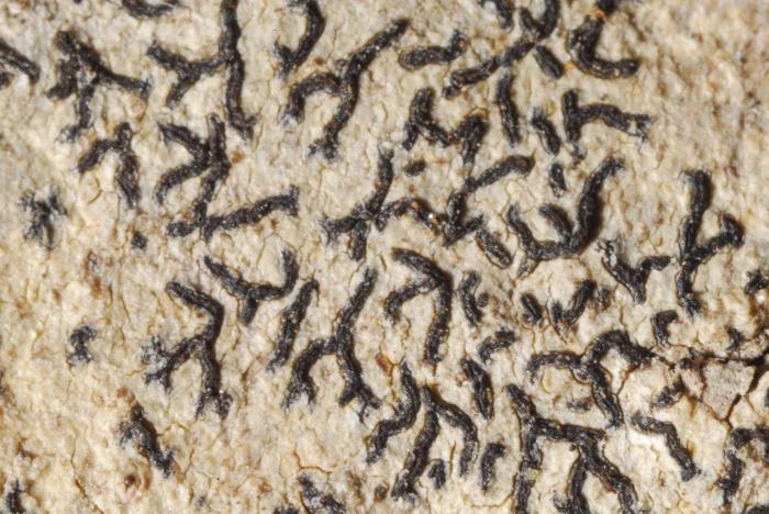 © Domenico Puntillo