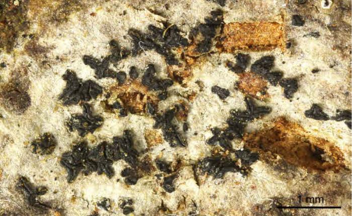 Unusual form / © Felix Schumm