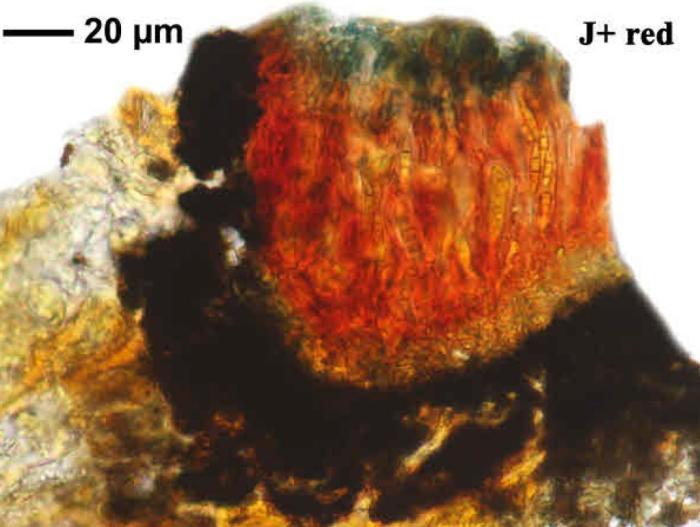 Unusual form / © Felix Schumm