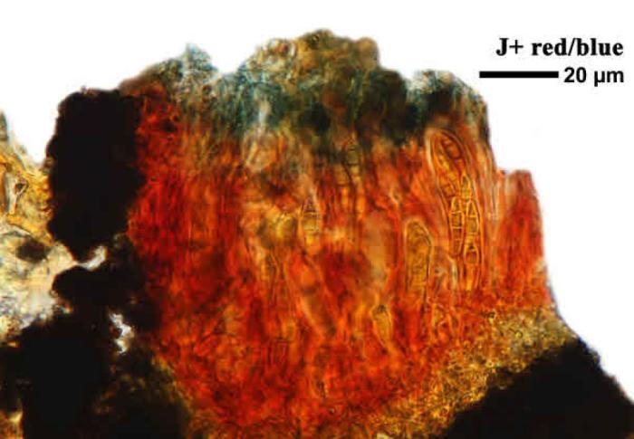 Unusual form / © Felix Schumm