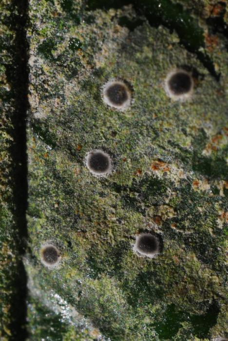 © Domenico Puntillo