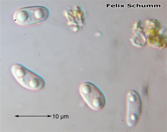 Candelariella vitellina (Ehrh.) Müll. Arg., 1894