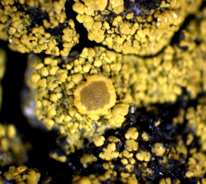 Candelariella vitellina (Ehrh.) Müll. Arg., 1894