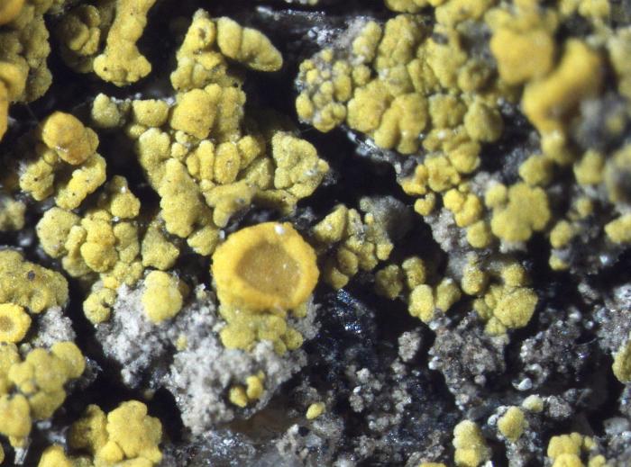 Candelariella vitellina (Ehrh.) Müll. Arg., 1894