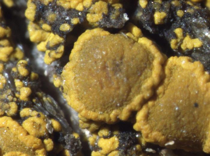 Candelariella vitellina (Ehrh.) Müll. Arg., 1894