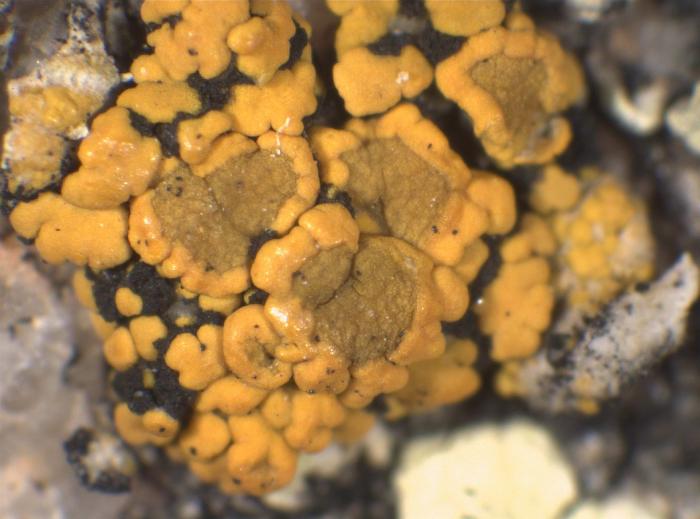 Candelariella vitellina (Ehrh.) Müll. Arg., 1894